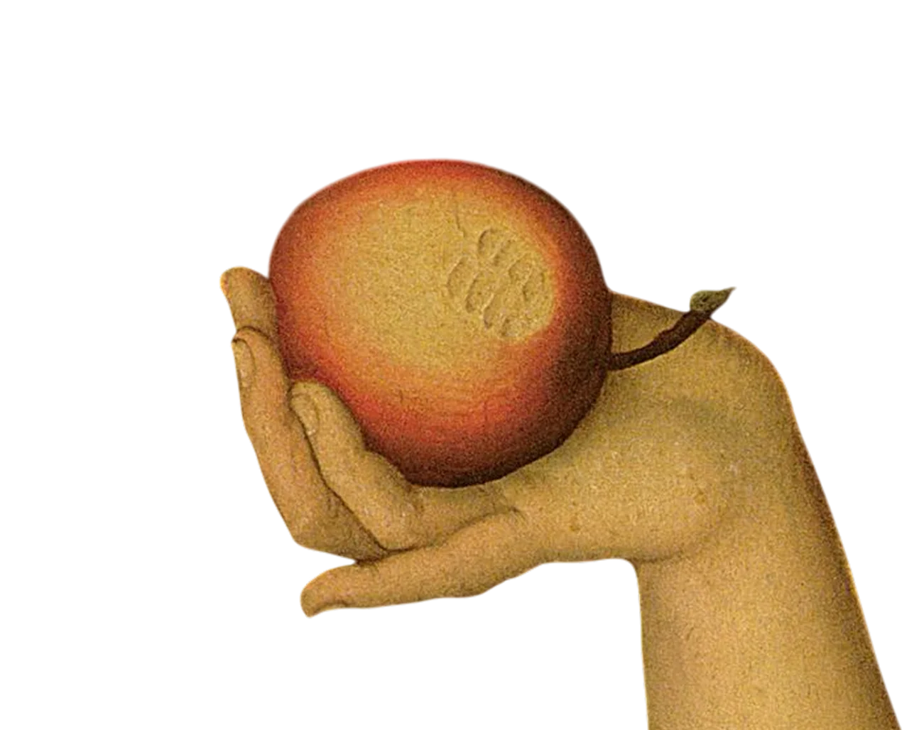 Рука с яблоком